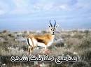 25 درصد گستره محیط زیست ایلام جزو مناطق حفاظت شده است