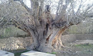 درخت کهنسال پسته،پدیده نادر در "اودرج"