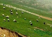 کاهش دام مازاد در مراتع چایپاره
