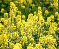 پیش‌بینی برداشت بیش از یک هزار تن کلزا در پلدشت