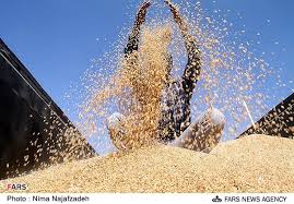 خرید 280 هزار تن گندم از کشاورزان گلستانی