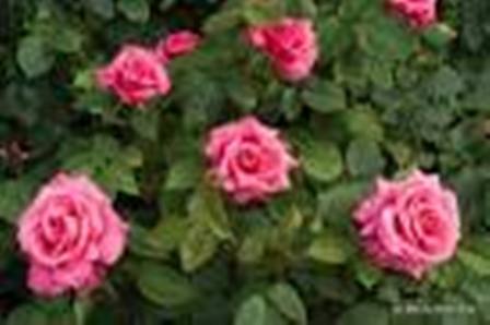 سالانه 5/6میلیون شاخه گل رز در کهگیلویه و بویراحمد تولید می شود
