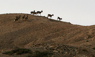 "پارک ملی کویر" در نزدیکی" تهران"