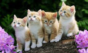 حیوانات خانگی بلای جان آمریکاییها شده‌اند