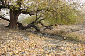 از چشمه تا قله در روستای "وسیه"