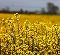 کشت جو علوفه ای در بیش از 16هزار هکتار از زمین های کشاورزی بهشهر