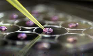 بانک جامع سلول‌های بنیادی راه‌اندازی می‌شود