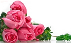 بهره‌برداری از نخستین مزرعه ویژه گلاب‌گیری کجور