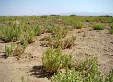 هشت درصد از مراتع کشور دارای پوشش گیاهی بالای 50 درصد