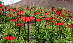 سرزمین لاله ها در نزدیکی روستای" بنواستکی"