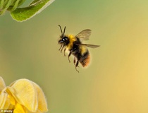 زنبورها برای گیاهان از کود مهم‌ترند