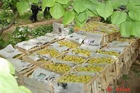 برداشت زردآلواز باغات شهرستان خاتم/ مرغوب و شاخص بودن زردآلو ی خاتم در یزد