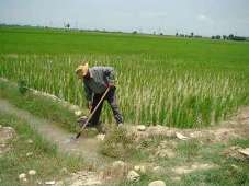 کمبود اعتبار برای اجرای طرح های کشاورزی در استان چهارمحال و بختیاری