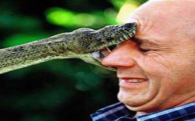 روش جدید استرالیایی‌ها برای مقابله با مارگزیدگی