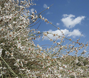 کوهشاه روستایی با آب و هوای خنک و معتدل