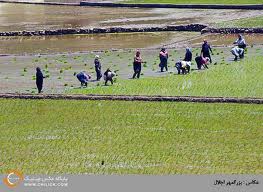 تقویت مهارت بهره‌برداران کشاورزی مازندران