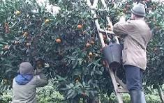 چهار میلیارد ریال بدهی بابت تأمین میوه ایام نوروز به باغداران