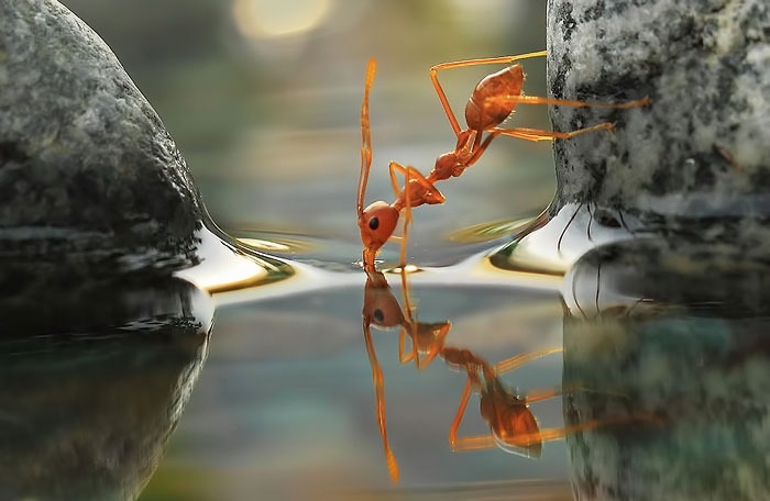 عکس/ آب خوردن قوی ترین حیوان