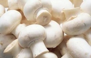 کشف گونه جدیدی از قارچ ها توسط پژوهشگر دانشگاه الزهرا