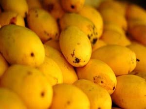 پیش بینی برداشت بیش از ۱۵ هزار تن انبه در میناب