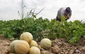 آغاز برداشت طالبی از جالیزارهای کاشمر