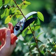 هرس راهکاری برای تنظیم باردهی درختان