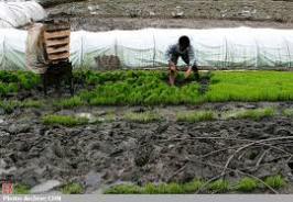 آغاز نشاء برنج از سطح دو هزار و 200 هکتار در خراسان رضوی