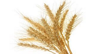قیمت "گندم" و خوراک دام افزایش یافت