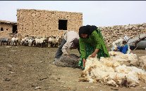 تولید پشم در دومین قطب عشایرنشین کشور