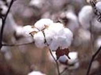 قرارداد کشت پنبه در بیش از یک هزار و سیصد هکتار از زمین های کشاورزی مازندران