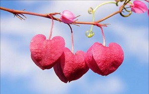 6 معیار برای اینکه بهترین همسر دنیا را داشته باشید