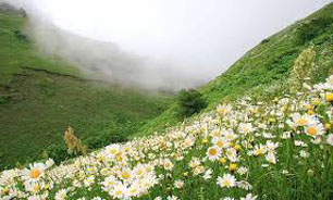 جشنواره گلهای بابونه در "اردبیل"