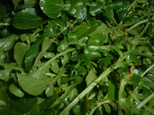 یک گیاه برای یک عمر سلامتی