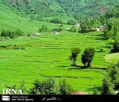 بیمه زراعت برنج در بیش از 2 هزار هکتار از شالیزارهای شهرستان جویبار