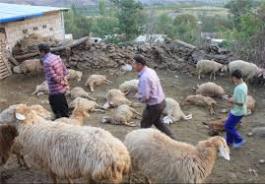 گرگ ها 110 راس گوسفند را در تربت حيدريه دريدند