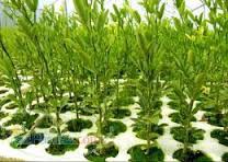 نهال کاری 130هکتار از اراضی بیابانی در خراسان شمالی