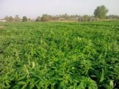 اختصاص۸۹ ميليارد تومان اعتبار به بخش کشاورزي خراسان رضوي