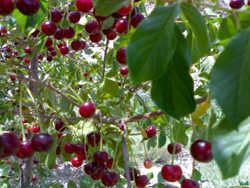 برداشت آلبالو در رابر