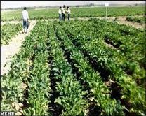 شهرستان نقده پنج درصد اراضی زیر کشت آذربایجان غربی را دارد