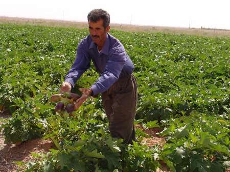 آغاز برداشت بادمجان محلی و شیرین در ابرکوه/کاهش برداشت بادمجان ابرکوه براثر بحران آب
