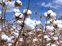 قرارداد کشت پنبه در بیش از یک هزار هکتار از زمین های کشاورزی مازندران