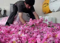 آغاز گلاب گیری در 5 هکتار از اراضی کشاورزی آمل