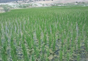 کاهش نیم برابری هزینه ی کشت برنج در فارس