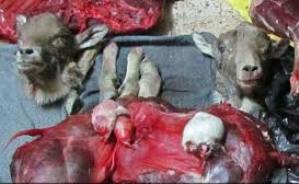 کشف لاشه 2 رأس قوچ و ميش وحشي در شهرستان زاوه