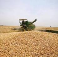 فرا رفتن خرید تضمینی گندم از مرز 135 هزار تن در خراسان رضوی