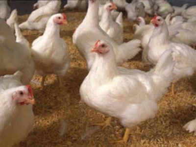 صادرات بیش از 52 هزار قطعه مرغ زنده از خراسان جنوبی به خارج از کشور