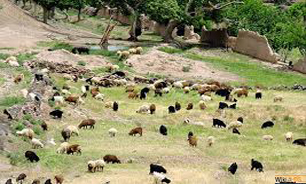 تخریب طبیعت به بهای حفظ سنتی!