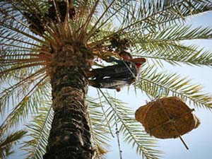 آغاز برداشت میگوی پرورشی از مزارع هرمزگان