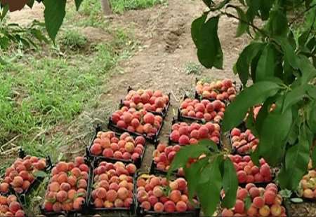 آغازبرداشت محصول هلو از سطح باغات کردستان