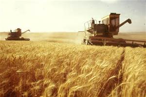 خرید گندم توسط 12 تعاونی روستایی